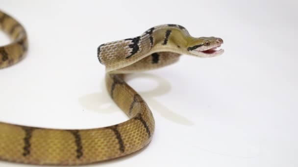 Boiga Cynodon 一种被白色背景隔离的犬牙猫蛇 — 图库视频影像