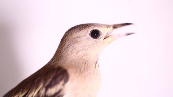 Daurian Starling Agropsar Sturninus Purple Backed Starling — Stock Video