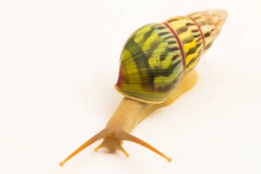 Ağaçsı akciğer kara salyangozu Amphidromus sarayı beyaz arka planda izole edilmiş.