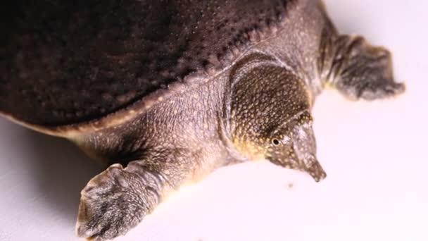 Vanlig Softshell Sköldpadda Eller Asiatiska Softshell Sköldpadda Amyda Brotilaginea Isolerad — Stockvideo