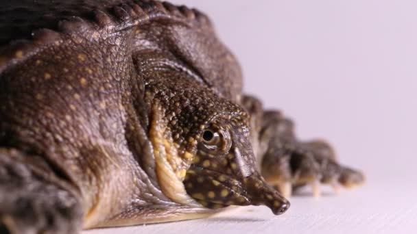 Vanlig Softshell Sköldpadda Eller Asiatiska Softshell Sköldpadda Amyda Brotilaginea Isolerad — Stockvideo