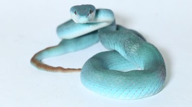 Mavi Insularis (Trimeresurus Insularis) Beyaz dudaklı Ada Çukur Viper beyaz arka planda
