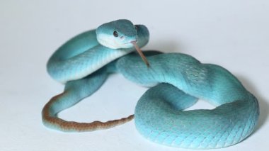 Mavi Insularis (Trimeresurus Insularis) Beyaz dudaklı Ada Çukur Viper beyaz arka planda