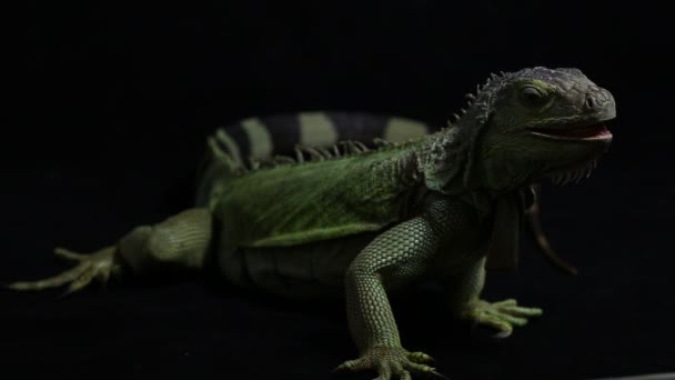 Large Green Iguana Lizard Isolated Background — Stock Video