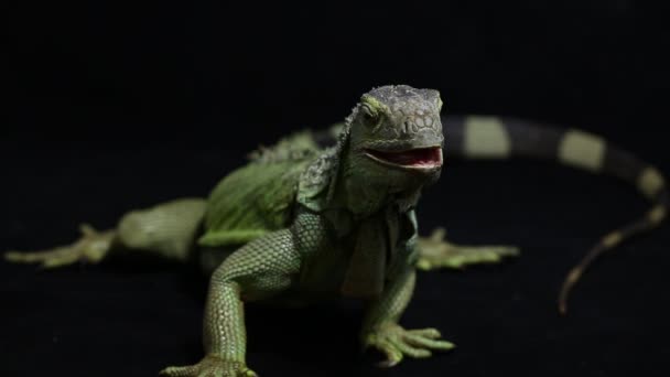 Duża Zielona Jaszczurka Iguana Izolowana Tle — Wideo stockowe