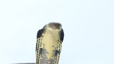 Kral Kobra (Ophiophagus Hannah), Güney Asya 'ya özgü zehirli bir yılan.