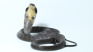 Kral Kobra (Ophiophagus Hannah), Güney Asya 'ya özgü zehirli bir yılan.