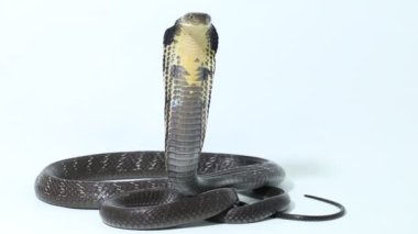 Kral Kobra (Ophiophagus Hannah), Güney Asya 'ya özgü zehirli bir yılan.