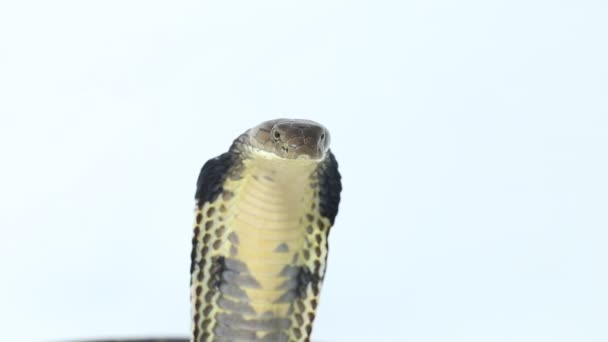 Rey Cobra Ophiophagus Hannah Una Serpiente Venenosa Nativa Del Sur — Vídeos de Stock