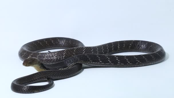 Król Kobra Ophiophagus Hannah Jadowity Wąż Pochodzący Południowej Azji Izolowany — Wideo stockowe