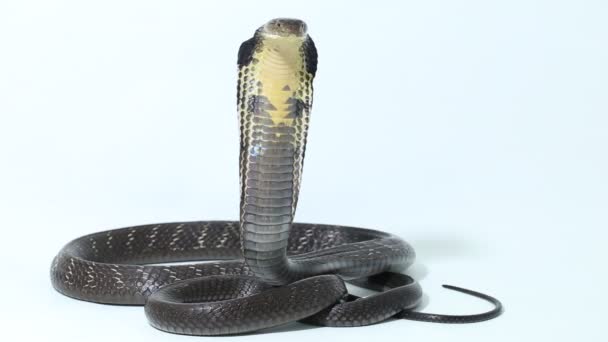 Rey Cobra Ophiophagus Hannah Una Serpiente Venenosa Nativa Del Sur — Vídeos de Stock