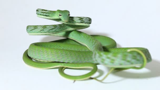 亚洲藤蛇Ahaetulla Prasina在白色背景下被隔离 — 图库视频影像