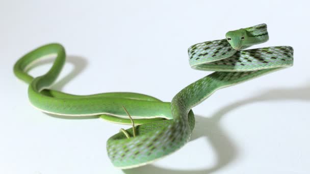亚洲藤蛇Ahaetulla Prasina在白色背景下被隔离 — 图库视频影像