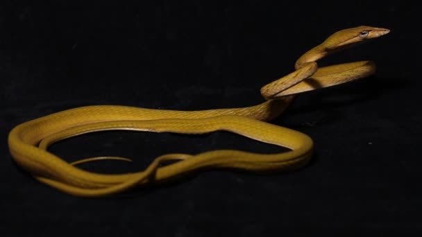 黒の背景に隔離された黄色のアジアのつるヘビのハイポAhaetulla Prasina — ストック動画