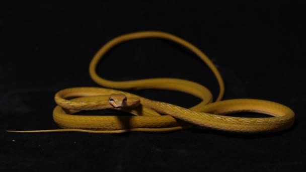 黒の背景に隔離された黄色のアジアのつるヘビのハイポAhaetulla Prasina — ストック動画