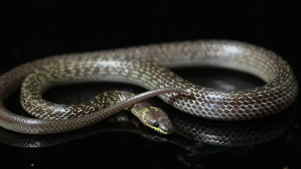 Lupo Serpente Orientale Lycodon Capucinus Isolato Sfondo Nero — Video Stock