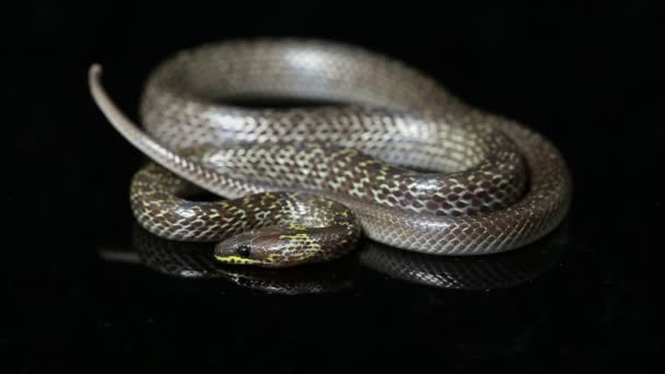 Східна Вовча Змія Lycodon Capucinus Ізольована Чорному Тлі — стокове відео