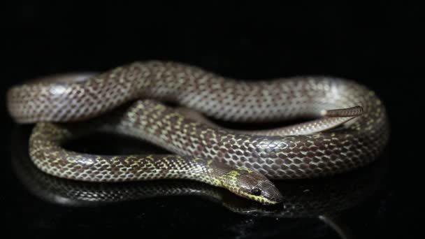 Serpent Loup Orient Lycodon Capucinus Isolé Sur Fond Noir — Video