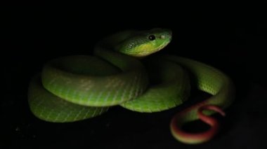 Yeşil Trimeresurus insularis. Beyaz dudaklı ada yılanı. 