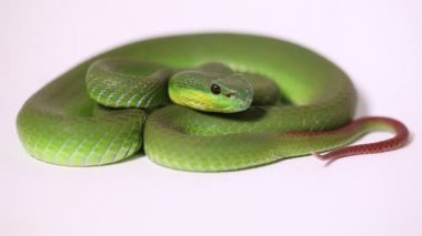 Yeşil Trimeresurus insularis. Beyaz dudaklı ada yılanı. 