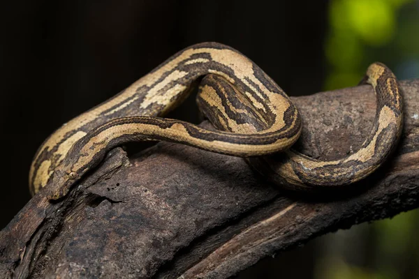 Indonesian Tree Boa Candoia Carinata Або Pacific Ground Boa Snake — стокове фото