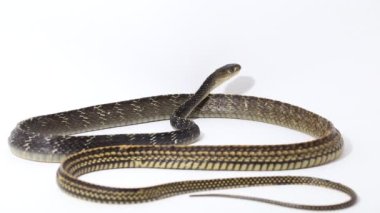 Keeled Rat Snake Ptyas carinata beyaz arkaplanda izole edildi