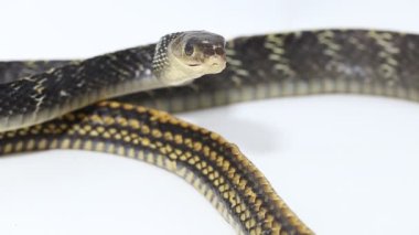 Keeled Rat Snake Ptyas carinata beyaz arkaplanda izole edildi