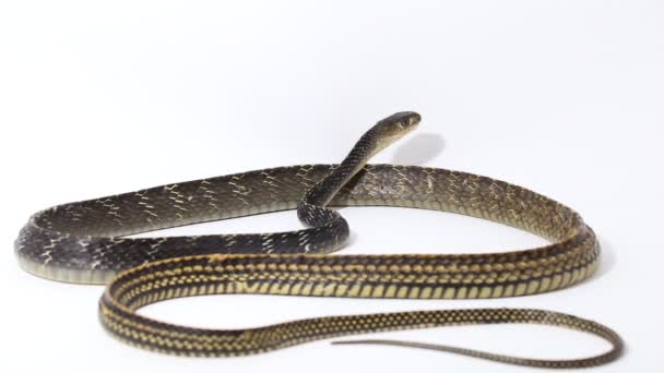 Keeled Rat Snake Ptyas Carinata Ізольовані Білому Тлі — стокове відео