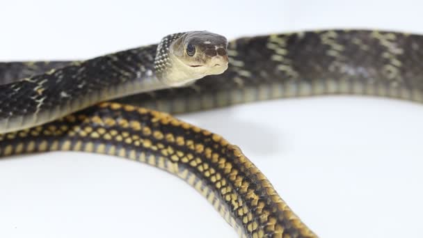 Keeled Rat Snake Ptyas Carinata Geïsoleerd Witte Achtergrond — Stockvideo
