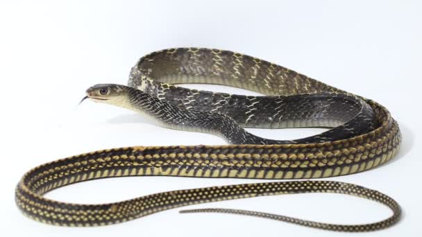 Keeled Rat Snake Ptyas Carinata Isolated White Background — Stock Video