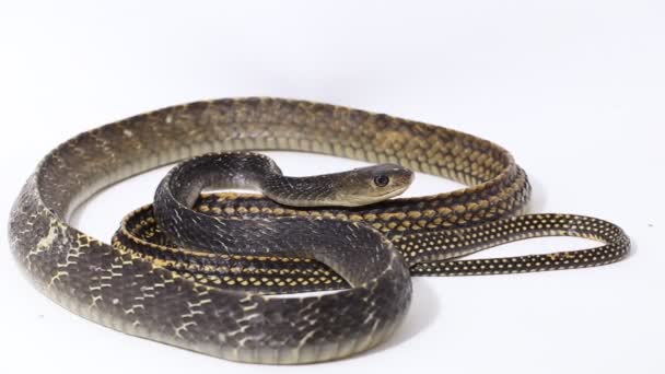 Keeled Rat Snake Ptyas Carinata Izolowane Białym Tle — Wideo stockowe