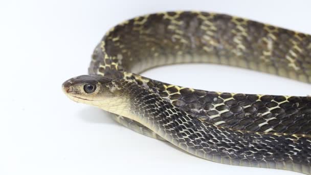 Κυψέλη Rat Snake Ptyas Carinata Απομονώνονται Λευκό Φόντο — Αρχείο Βίντεο