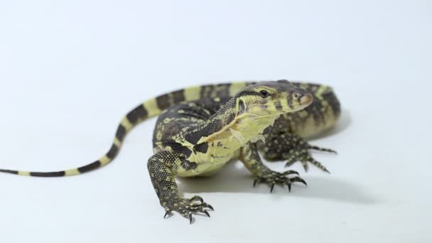 在白色背景下隔离的亚洲水监测器蜥蜴 — 图库视频影像
