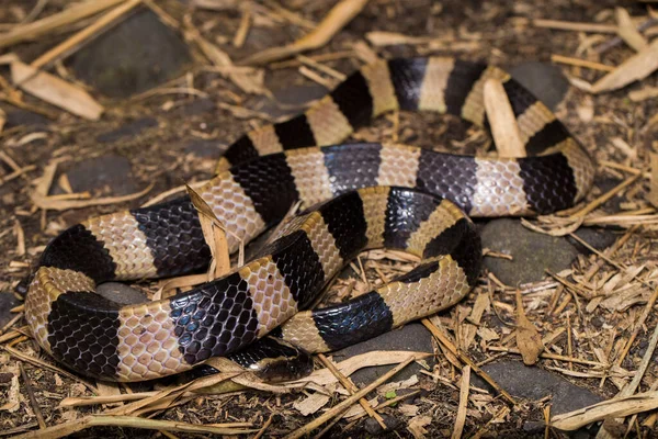 Serpent Krait Bagué Bungarus Fasciatus Serpent Très Venimeux Dans Nature — Photo