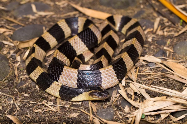 Serpent Krait Bagué Bungarus Fasciatus Serpent Très Venimeux Dans Nature — Photo