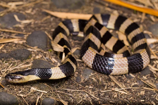 Banded Krait Snake Bungarus Fasciatus Highly Venomous Snake Wild — Stock Photo, Image