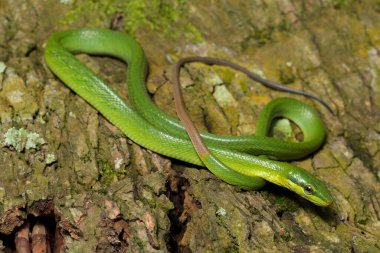Gonyosoma oxycephalum, ağaç yılanı, kırmızı kuyruklu yeşil fare yılan, ve kırmızı kuyruklu yarışçı.