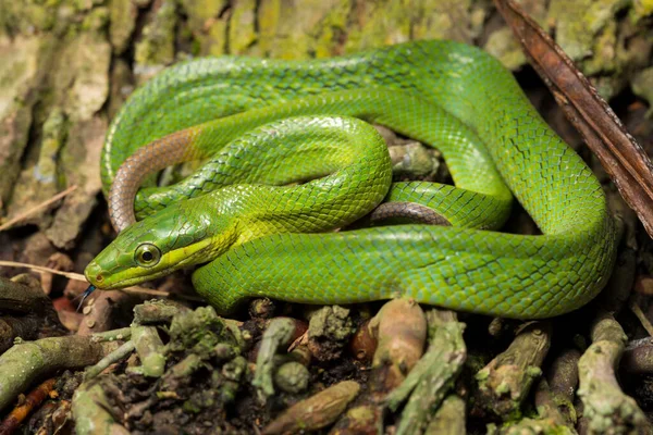 Gonyosoma Oxycephalum Cobra Rato Arbórea Cobra Rato Verde Cauda Vermelha — Fotografia de Stock