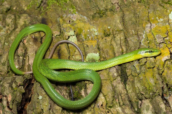 Gonyosoma Oxycephalum Cobra Rato Arbórea Cobra Rato Verde Cauda Vermelha — Fotografia de Stock