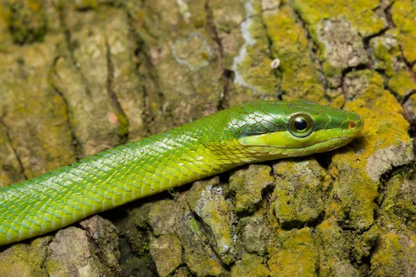 Gonyosoma Oxycephalum Δενδρόβιο Ratsnake Κόκκινο Ουρά Πράσινο Φίδι Και Κόκκινο — Φωτογραφία Αρχείου