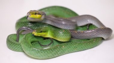 Gonyosoma oxycephalum ağaç yılanı kırmızı kuyruklu yılan ve beyaz arka planda kırmızı kuyruklu yarışçı.