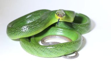 Gonyosoma oxycephalum ağaç yılanı kırmızı kuyruklu yılan ve beyaz arka planda kırmızı kuyruklu yarışçı.