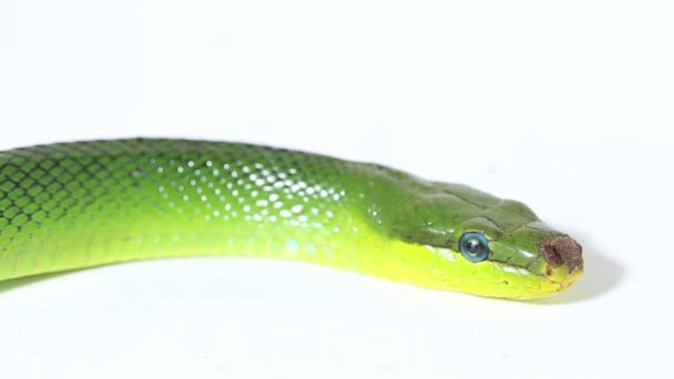 白背景下的树栖鼠尾蛇 红尾绿鼠尾蛇和红尾鱼的脑瘤 — 图库视频影像