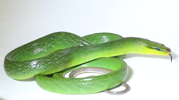 Gonyosoma Oxycephalum Cobra Rato Arbórea Cobra Rato Verde Cauda Vermelha — Vídeo de Stock