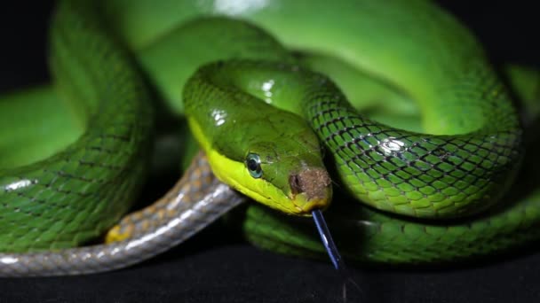 树栖鼠尾蛇 红尾绿鼠尾蛇和黑底红尾蛇的脑瘤 — 图库视频影像