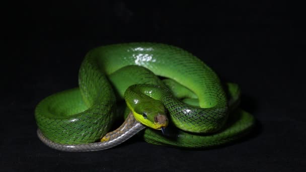Gonyosoma Oxycephalum Serpiente Rata Arbórea Serpiente Rata Cola Roja Verde — Vídeos de Stock