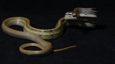 Radyasyonlu fare yılanı, bakır başlı fare yılanı veya bakır başlı süs yılanı (Coelognathus radiatus) 