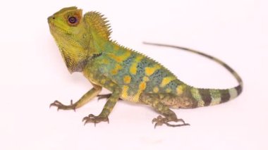 Bukalemun orman ejderhası Gonocephalus chamaeleontinus beyaz arka planda izole edilmiş.