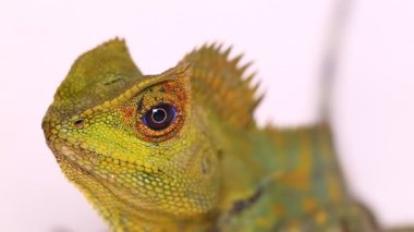 Bukalemun orman ejderhası Gonocephalus chamaeleontinus beyaz arka planda izole edilmiş.