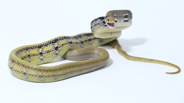经辐射的老鼠蛇 铜头蛇或铜头蛇 Coelognathus Radiatus — 图库视频影像